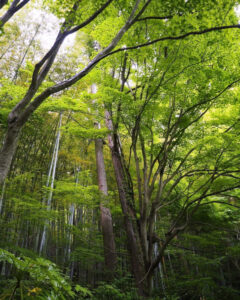 教林坊 、夏景色、新緑、もみじ、6月夏、滋賀県近江八幡市の観光・撮影スポットの名所