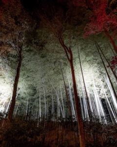 教林坊 、竹林、ライトアップ、11月秋、滋賀県近江八幡市の観光・撮影スポットの名所