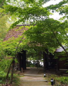教林坊 、夏景色、新緑、もみじ、6月夏、滋賀県近江八幡市の観光・撮影スポットの名所