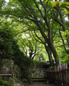 教林坊 、夏景色、新緑、もみじ、6月夏、滋賀県近江八幡市の観光・撮影スポットの名所