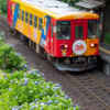 日当駅、樽見鉄道、あじさい、6月夏の花、岐阜県本巣市の観光・撮影スポットの画像と写真