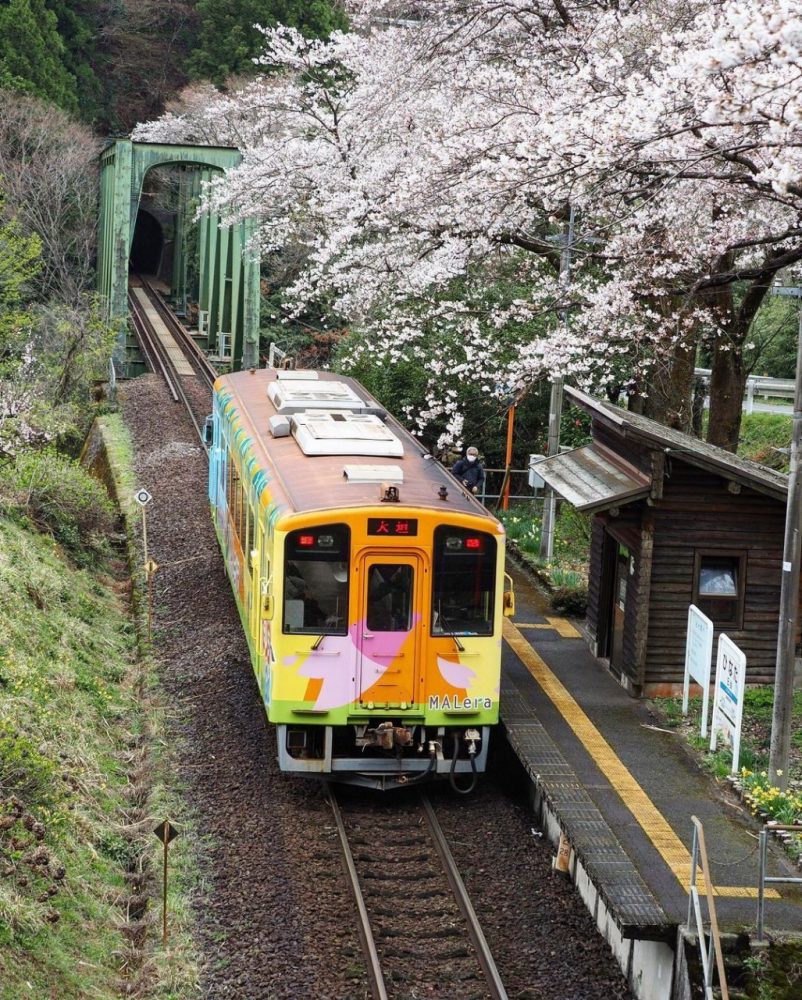 日当駅、樽見鉄道、桜、4月春岐阜県本巣市の観光・撮影スポットの画像と写真