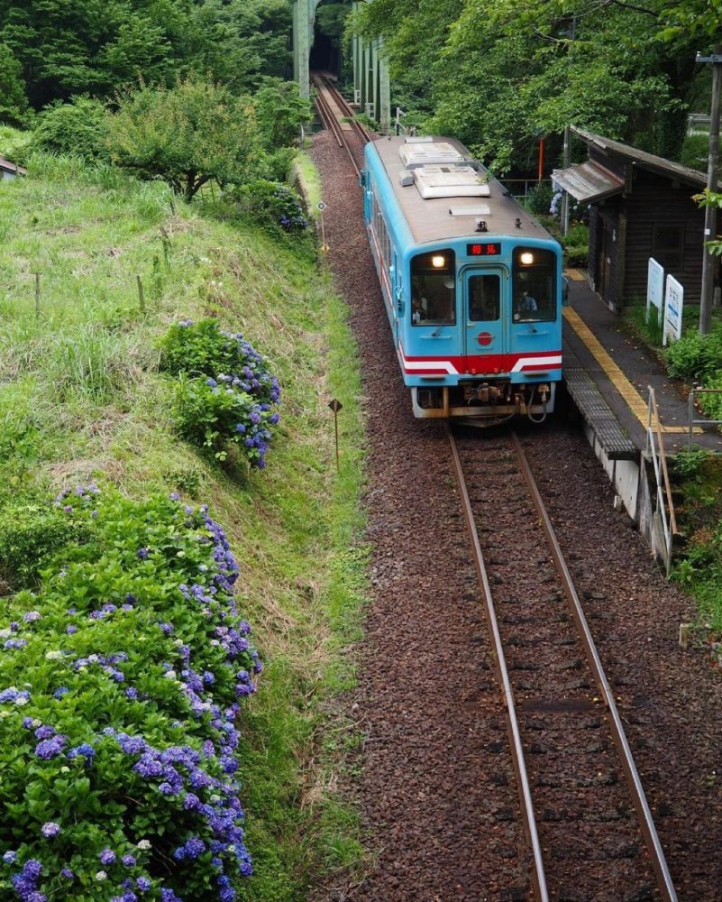 日当駅、樽見鉄道、あじさい、6月春岐阜県本巣市の観光・撮影スポットの画像と写真