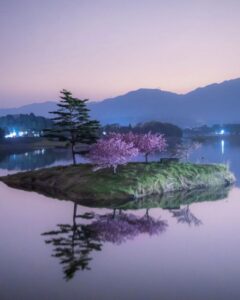 日野川ダム・浮島の八重桜、4月春、滋賀県蒲生郡の観光・撮影スポットの名所