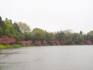 日野川ダム・八重桜、4月春、滋賀県蒲生郡の観光・撮影スポットの名所
