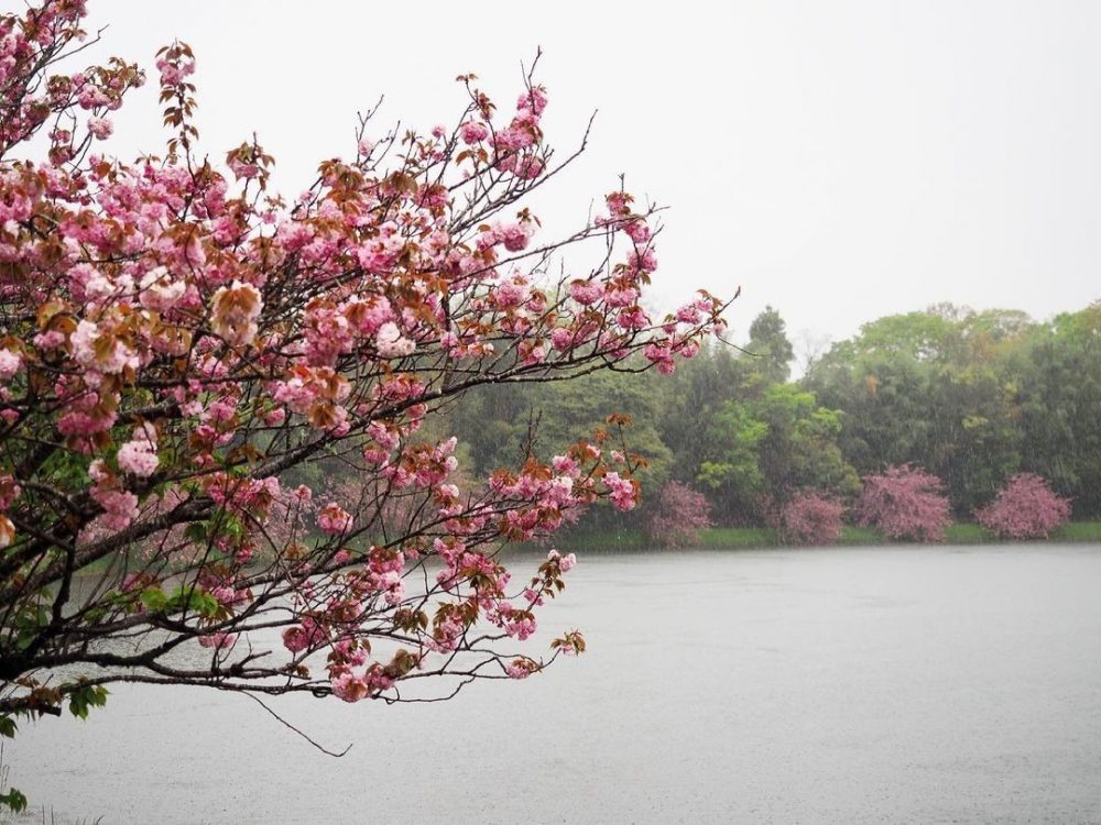日野川ダム・八重桜、4月春、滋賀県蒲生郡の観光・撮影スポットの名所