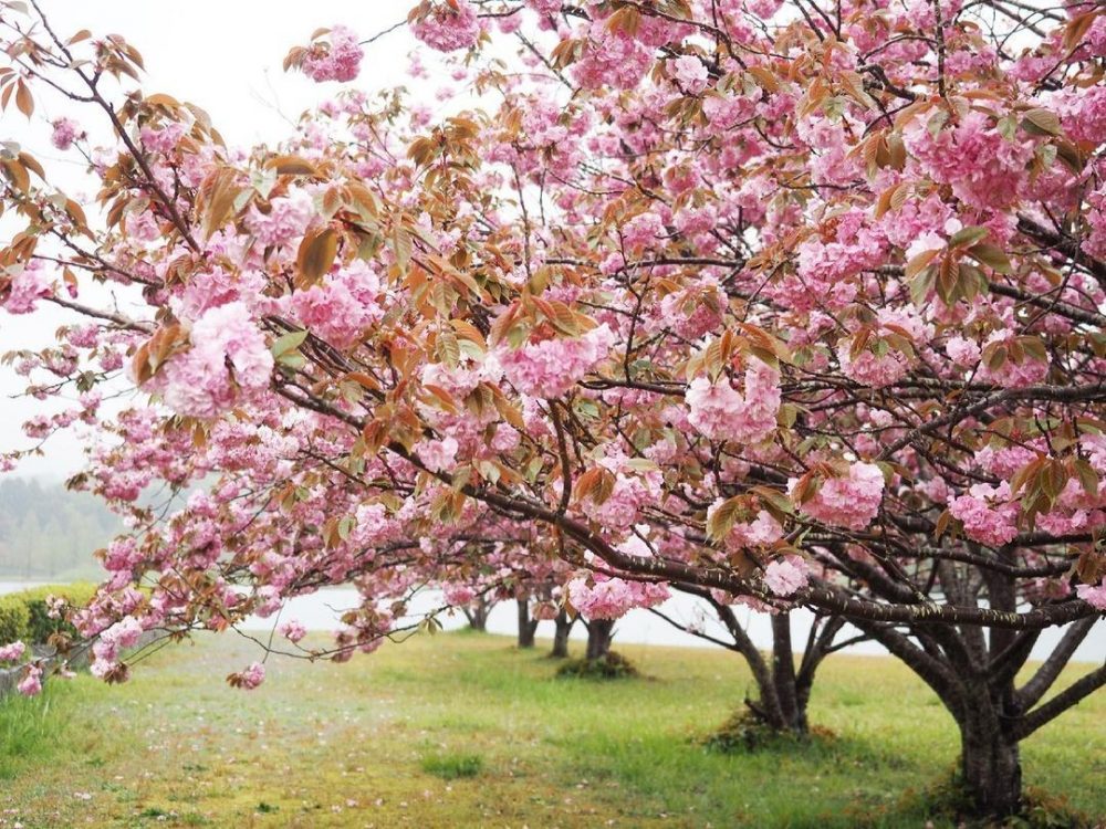 日野川ダム・八重桜、4月春、滋賀県蒲生郡の観光・撮影スポットの名所