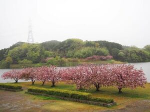 日野川ダム・八重桜、4月春、滋賀県蒲生郡の観光・撮影スポットの名所