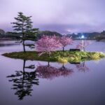 日野川ダム・浮島の八重桜、4月春、滋賀県蒲生郡の観光・撮影スポットの名所