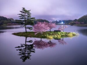 日野川ダム・浮島の八重桜、4月春、滋賀県蒲生郡の観光・撮影スポットの名所