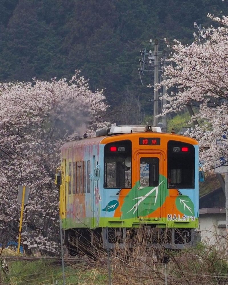 木地原駅 、樽見鉄道、桜、岐阜県本巣市の観光・撮影スポットの画像と写真