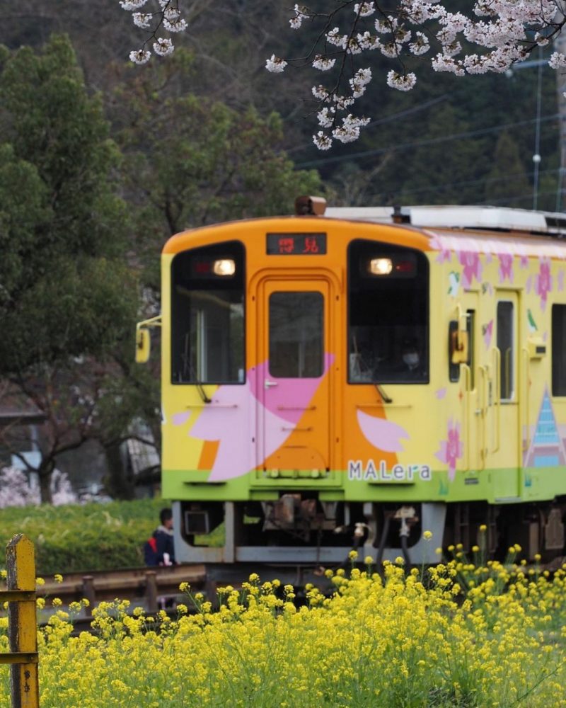木地原駅 、樽見鉄道、桜、岐阜県本巣市の観光・撮影スポットの画像と写真