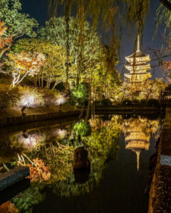 東寺、五重塔・紅葉ライトアップ、日本庭園、11月秋、京都府京都市の観光・撮影スポットの名所