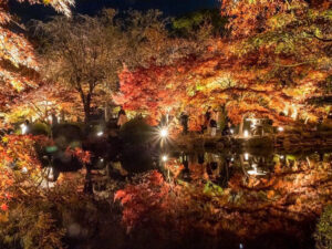 東寺、紅葉ライトアップ、日本庭園、11月秋、京都府京都市の観光・撮影スポットの名所