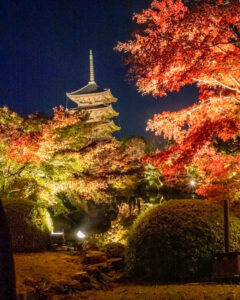 東寺、五重塔・紅葉ライトアップ、日本庭園、11月秋、京都府京都市の観光・撮影スポットの名所