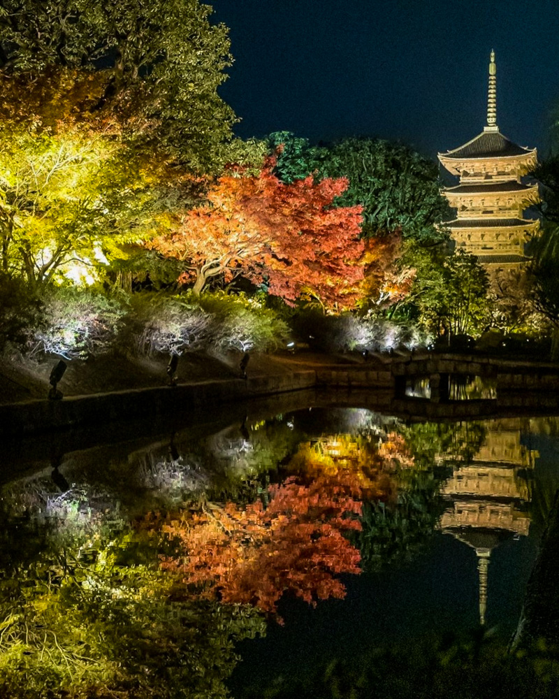 東寺、五重塔・紅葉ライトアップ、日本庭園、11月秋、京都府京都市の観光・撮影スポットの名所