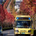 桂坂公園 、紅葉、モミジバフ、バス、11月秋、京都府京都市の観光・撮影スポットの名所