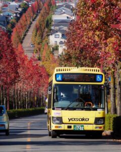 桂坂公園 、紅葉、モミジバフ、バス、11月秋、京都府京都市の観光・撮影スポットの名所