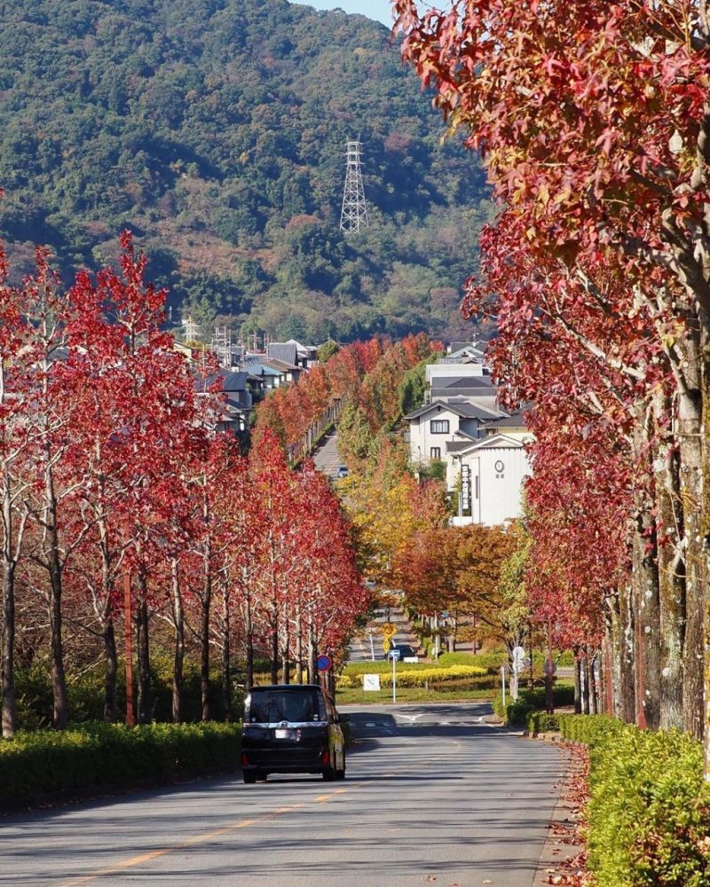 桂坂公園 、紅葉、モミジバフ、11月秋、京都府京都市の観光・撮影スポットの名所