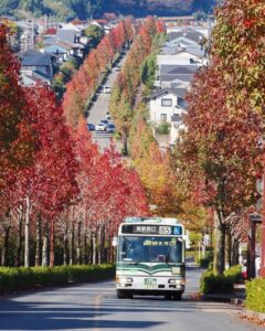 桂坂公園 、紅葉、モミジバフ、バス、11月秋、京都府京都市の観光・撮影スポットの名所