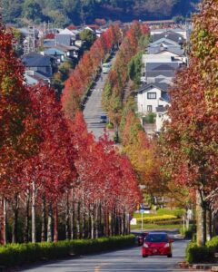 桂坂公園 、紅葉、モミジバフ、11月秋、京都府京都市の観光・撮影スポットの名所