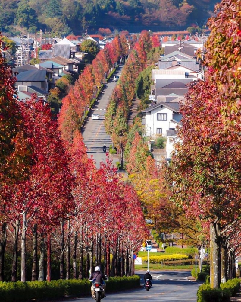 桂坂公園 、紅葉、モミジバフ、11月秋、京都府京都市の観光・撮影スポットの名所