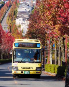 桂坂公園 、紅葉、モミジバフ、バス、11月秋、京都府京都市の観光・撮影スポットの名所