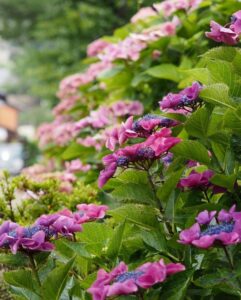 醒井（さめがい）地蔵川のあじさい、夏８月、滋賀県米原市の観光・撮影スポットの名所