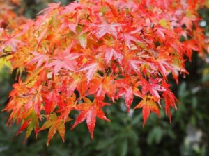 槙尾山西明寺 、紅葉、11秋、京都府京都市の観光・撮影スポットの名所