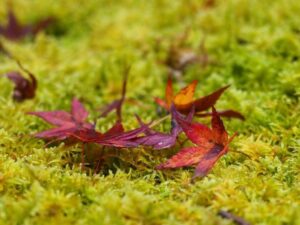 槙尾山西明寺 、紅葉、11秋、京都府京都市の観光・撮影スポットの名所