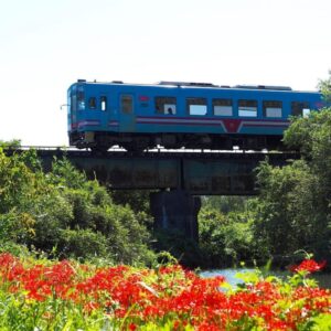 樽見鉄道の彼岸花 、際川、9月秋の花、岐阜県瑞穂市の観光・撮影スポットの名所