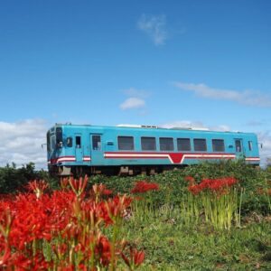 樽見鉄道の彼岸花 、際川、9月秋の花、岐阜県瑞穂市の観光・撮影スポットの名所