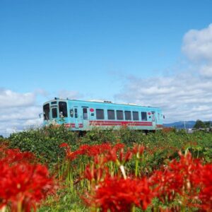 樽見鉄道の彼岸花 、際川、9月秋の花、岐阜県瑞穂市の観光・撮影スポットの名所