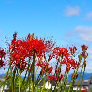 樽見鉄道の彼岸花 、際川、9月秋の花、岐阜県瑞穂市の観光・撮影スポットの名所