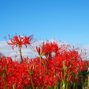 樽見鉄道の彼岸花 、際川、9月秋の花、岐阜県瑞穂市の観光・撮影スポットの名所