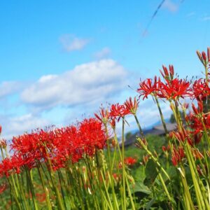 樽見鉄道の彼岸花 、際川、9月秋の花、岐阜県瑞穂市の観光・撮影スポットの名所