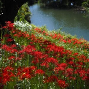 樽見鉄道の彼岸花 、際川、9月秋の花、岐阜県瑞穂市の観光・撮影スポットの名所