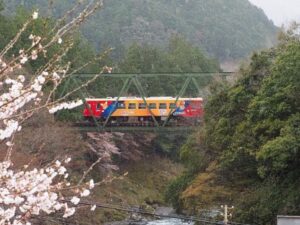 樽見駅、樽見鉄道、桜、4月春、岐阜県揖斐郡の観光・撮影スポットの画像と写真