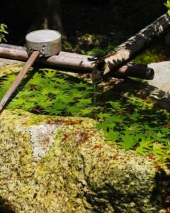 正寿院、7月、夏、京都府綴喜郡の観光・撮影スポットの名所