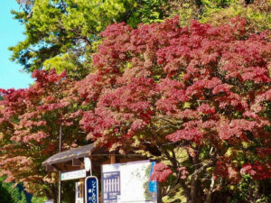 比叡山ドライブウェイ、紅葉、11月秋滋賀県大津市の観光・撮影スポットの名所