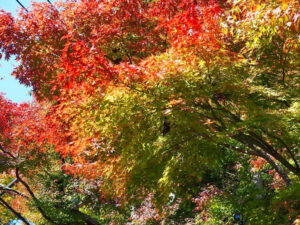 比叡山ドライブウェイ、紅葉、11月秋滋賀県大津市の観光・撮影スポットの名所