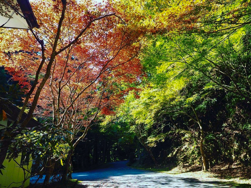 比叡山ドライブウェイ、紅葉、11月秋滋賀県大津市の観光・撮影スポットの名所