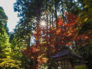 比叡山ドライブウェイ、紅葉、11月秋滋賀県大津市の観光・撮影スポットの名所