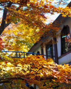永源寺 、紅葉、11月秋、滋賀県東近江市の観光・撮影スポットの名所