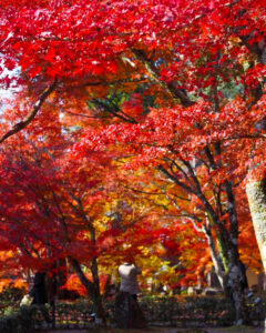 永源寺 、紅葉、11月秋、滋賀県東近江市の観光・撮影スポットの名所