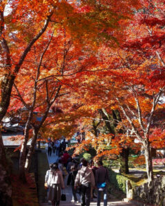 永源寺 、紅葉、11月秋、滋賀県東近江市の観光・撮影スポットの名所
