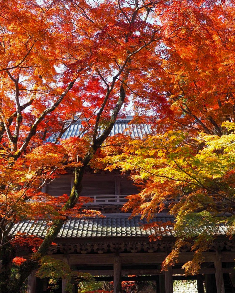 永源寺 、紅葉、11月秋、滋賀県東近江市の観光・撮影スポットの名所