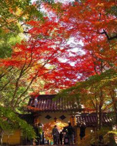 永源寺 、紅葉、11月秋、滋賀県東近江市の観光・撮影スポットの名所