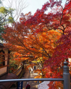 永源寺 、紅葉、11月秋、滋賀県東近江市の観光・撮影スポットの名所