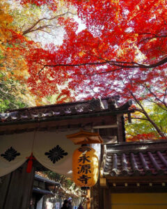 永源寺 、紅葉、11月秋、滋賀県東近江市の観光・撮影スポットの名所